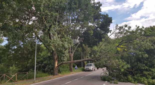 Pesaro, tragedia sfiorata: un grosso ramo d'albero si abbatte sulla strada