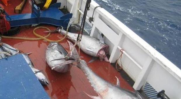 Blitz contro la pesca illegale di tonno rosso nelle acque del Cilento