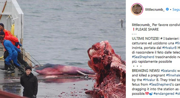 Elisabetta Canalis contro la strage di balene: «In Islanda ne hanno uccisa una incinta e nascosto il feto»