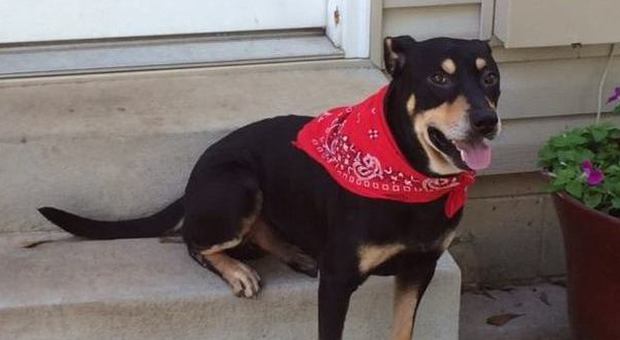 Il cane che non voleva morire: Lazarus ​sopravvive a incidente e due eutanasie