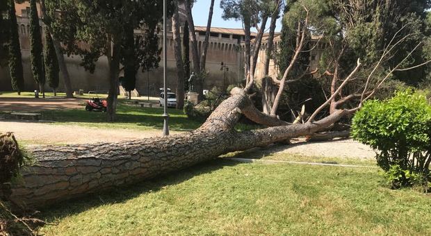 L'albero caduto a Castel S. Angelo
