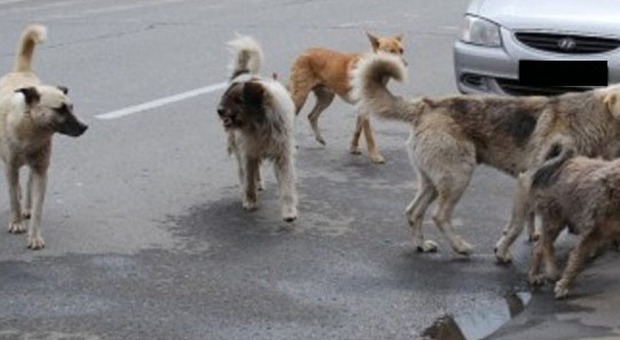 Roma, branchi di cani randagi nei parchi: pochi controlli, sos aggressioni