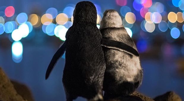 La foto di due pinguini abbracciati che guardano l'orizzonte fa impazzire il Web