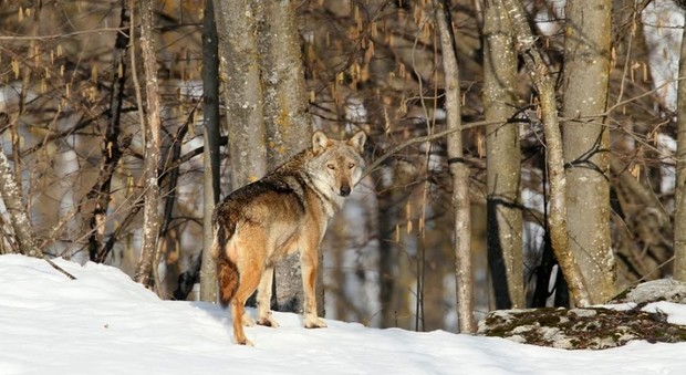 Torna il lupo sulle Dolomiti «Una grande ricchezza»