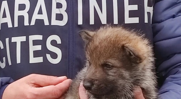 Roma, sequestrati 23 esemplari di lupi selvatici: la specie protetta e pericolosa FOTO