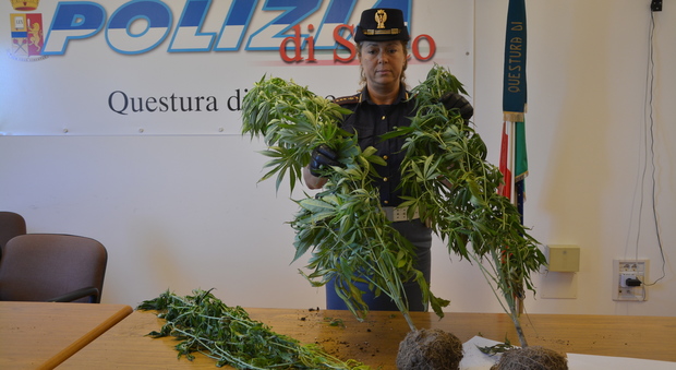Le piante di marijuana sequestrate dalla polizia a Lignano