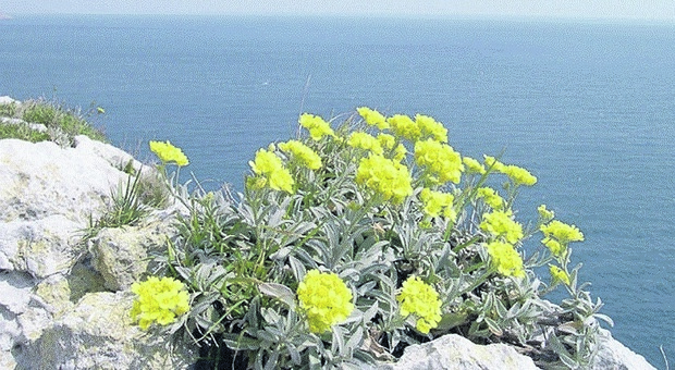 Salento, ecco Alisso di Leuca il fiore millenario che rischia l’estinzione. Dove si trova