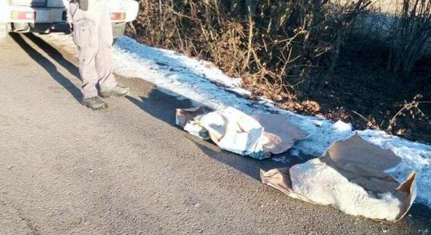 Agnelli morti gettati sulla strada nei sacchi: disposta l'autopsia
