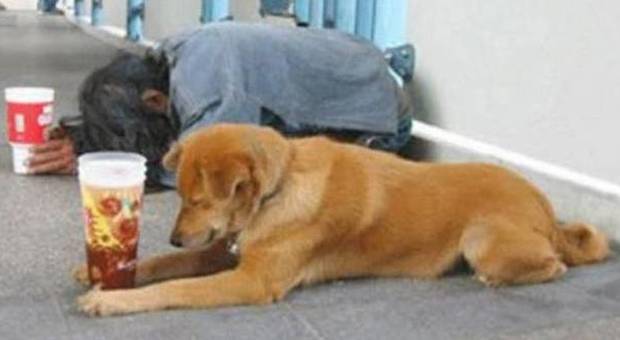Si fingono volontarie degli animalisti e chiedono soldi col cane in braccio