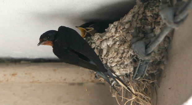 Distrutto il nido della rondine: i piccoli erano già nati, nessuna pietà
