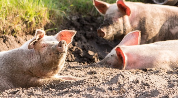 Allarme peste suina. Stop alla macellazione dei maiali nelle case (Foto di Michael Strobel da Pixabay)