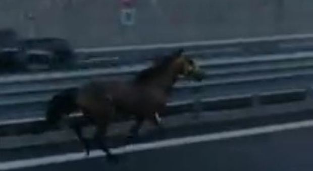 Cavallo al galoppo sulla Napoli-Salerno: il caso choc nei pressi di Ercolano