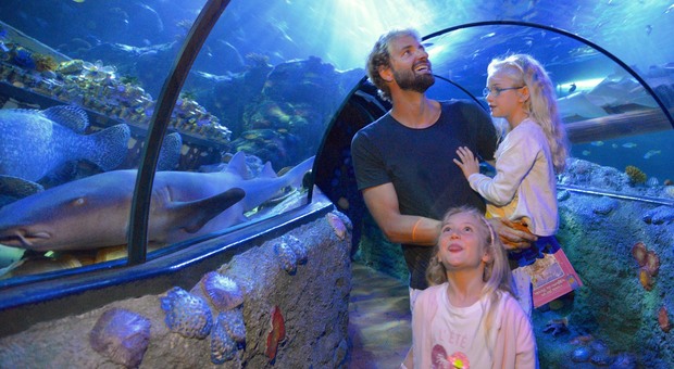 Rosolino ospite di Gardaland al Sea Life Aquarium contro il mare invaso dalla plastica