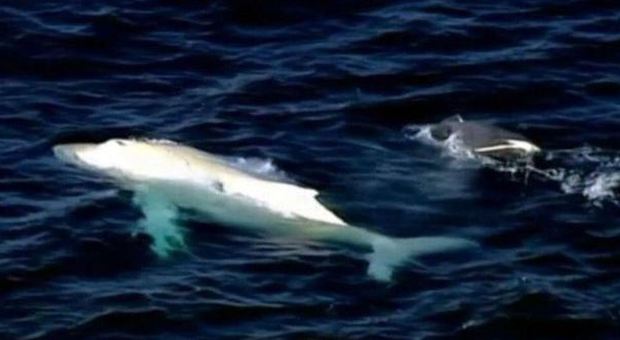 Balena bianca Migaloo avvistata in Australia VIDEO