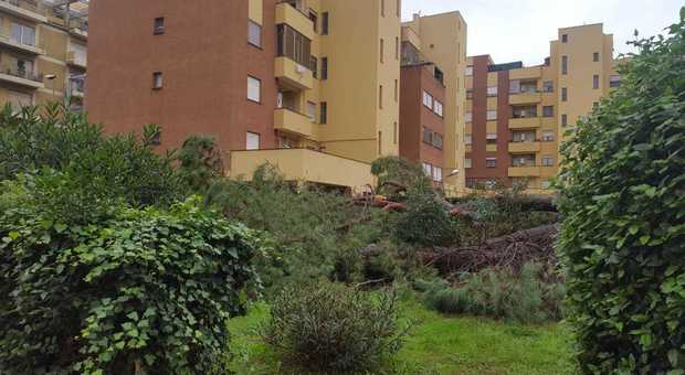 Allarme pini a Latina: altre tre piante cadute in un condominio
