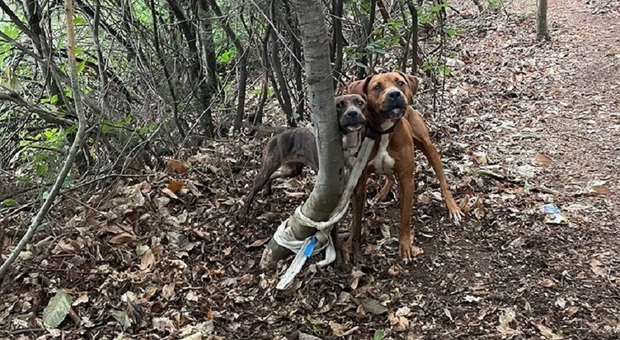 Cani legati a un albero e abbandonati nel bosco, la foto straziante: «Sarebbero morti se non li avessi trovati»