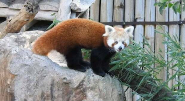 Panda rosso, in Italia due esemplari per formare due famiglie e salvare la specie dall'estinzione