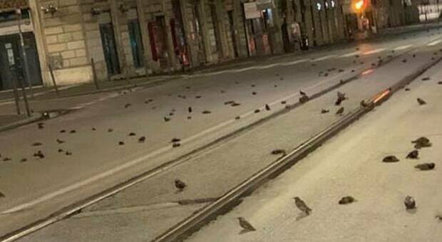 Roma, centinaia di uccelli morti in strada: schiantati dai botti di Capodanno VIDEO