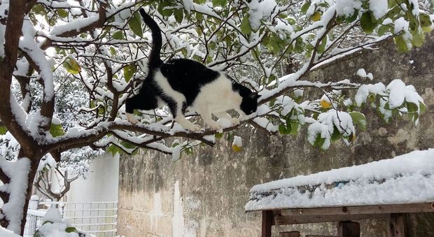 Su un albero al gelo da 4 giorni: gattina salvata da un musicista