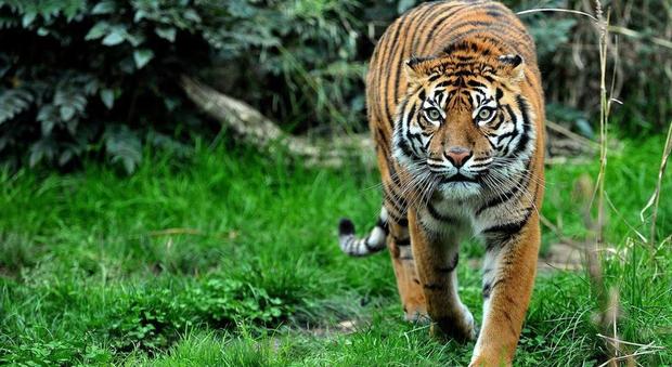 Al Bioparco è arrivata Tila, femmina di tigre di Sumatra. In natura ne sopravvivono solo 400