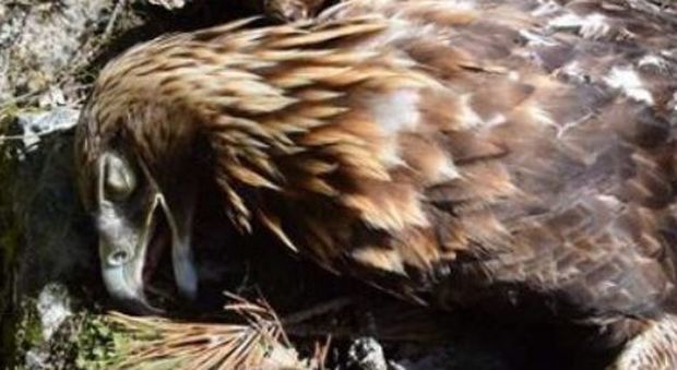 Aquila reale uccisa nel nido mentre cova: ambientalisti offrono mille euro di ricompensa a chi trova il cacciatore