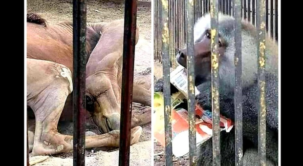 Il leone ridotto a pelle e ossa e il babbuino dello zoo libico (immag pubbl sui social da United against animal poaching e Sarah Silverstone)