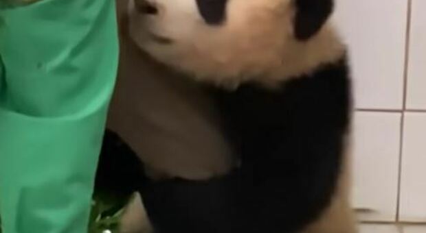 Il panda che commuove il web abbraccia il suo custode e lo coccola