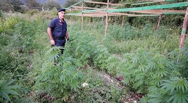 Frosinone, maxi piantagione di marijuana nelle campagne di Gallinaro: un arresto