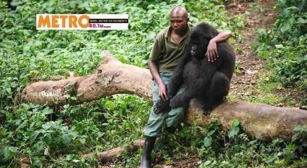 Il gorilla perde la mamma uccisa dai bracconieri: ​il ranger lo consola con un tenero abbraccio