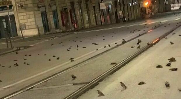 Botti di Capodanno, a Roma è strage di uccelli alla stazione Termini (una delle foto sui social, questa da Welcome to favelas)