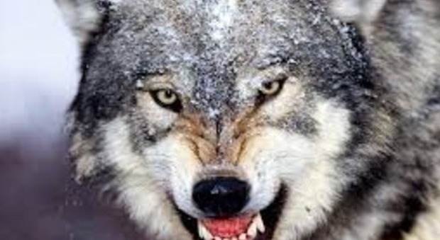«Macchè lupi al Tretto», l'esperto cacciatore Angelo stronca le voci