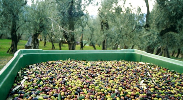 Olive, produzione a -90%. Tra xylella e maltempo il disastro Puglia
