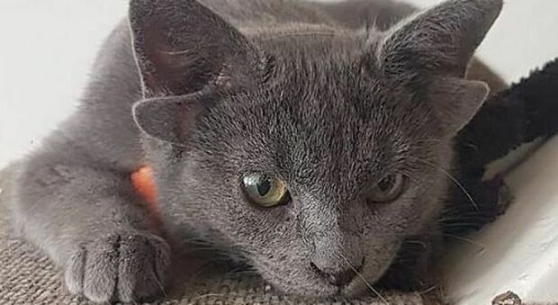 Midas, la gattina con 4 orecchie è già una star: su Instagram oltre 40mila followers