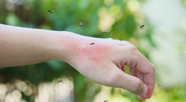 Zanzare, quali repellenti funzionano? Lo studio su profumi e saponi: quello al cocco tiene lontano gli insetti