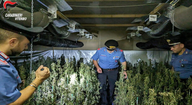 Civita Castellana, maxi-sequestro nell'industria della droga: sequestrate 2200 piante di marijuana