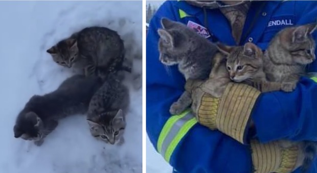 Tre gattini con le code intrappolate nel ghiaccio in Canada: salvati con il caffé Video