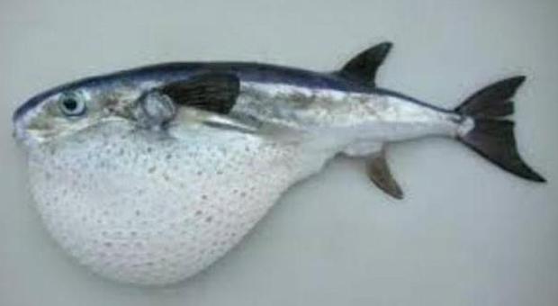 Arrivato in Alto Adriatico il pesce palla argenteo: ma fate attenzione
