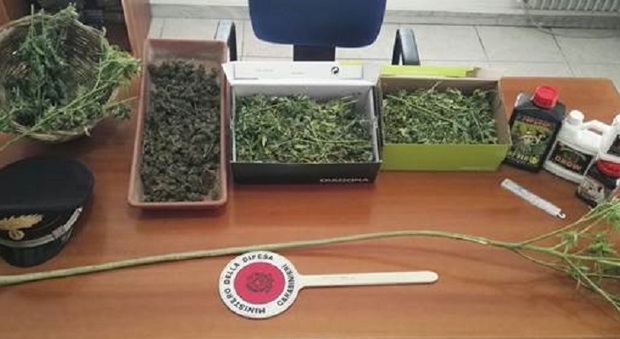 Capannone per la coltivazione di marijuana, cinque persone arrestate