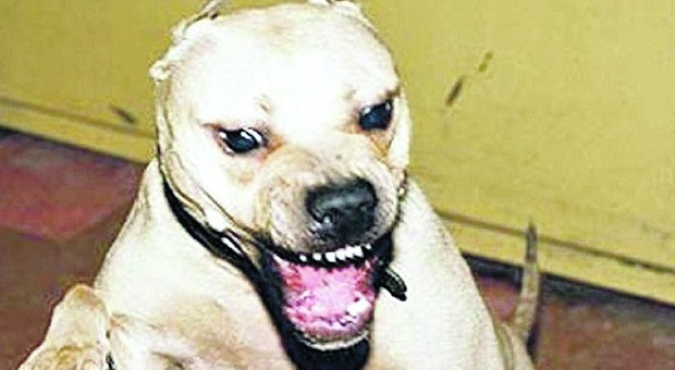 Pitbull azzanna cane da caccia e padrone: tutti e due feriti. L'animale è grave