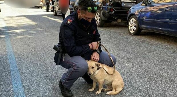 Roma, cagnolina legata a un palo sotto il sole, la polizia salva la piccola «Maggie»