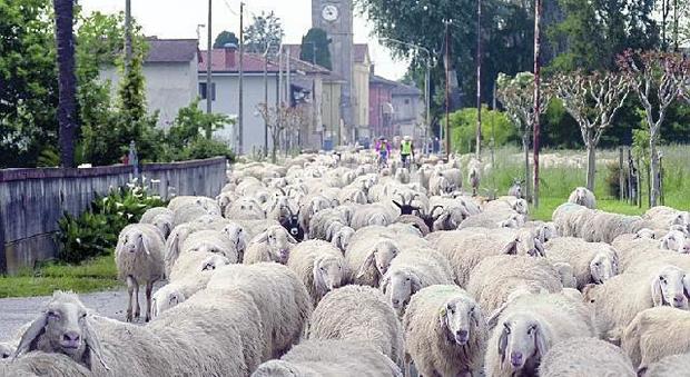 Passa il gregge di duemila pecore e distrugge ogni cosa: escrementi ovunque e piante ridotte a zero