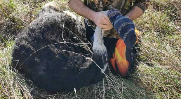 Accerchiata dai lupi, il marito Danilo Mancini catturò uno struzzo con un calzino (Nella foto: Danilo Mancini e lo struzzo catturato)