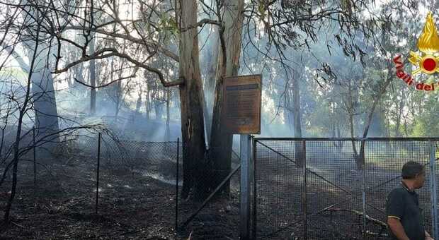 Incendio al Parco del Cillarese: coinvolti sette ettari di sottobosco