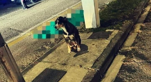 Il cane veglia il padrone investito e ucciso da un'ambulanza mentre lo portava a fare la passeggiata: la foto del'amore incondizionato