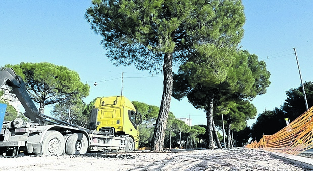 Oltre 200 alberi salvi in via Caldarola: lavori sulle strade sì, ma salvaguardando anche il verde pubblico