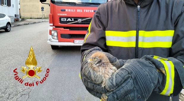 Il falco salvato dai vigili del fuoco