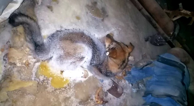 Cane nella trappola di ghiaccio a meno 54 gradi in Siberia: un villaggio si mobilita per salvarlo. Video