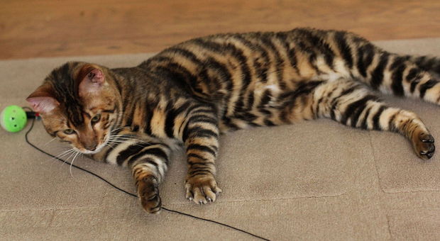 Toyger: metà gatto e metà tigre, è già un fenomeno mondiale