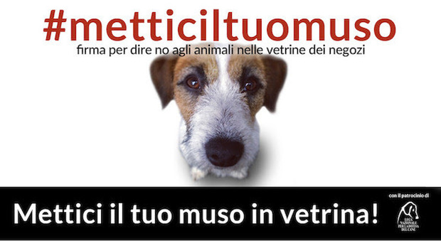 #Metticiltuomuso, la petizione contro gli animali esposti in vetrina