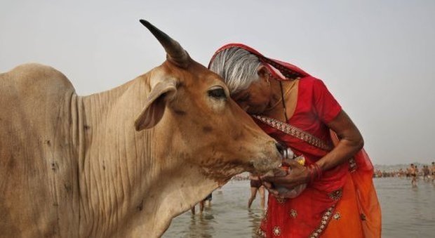 India, in arrivo un sito e una app per tutelare e 'adottare' le mucche